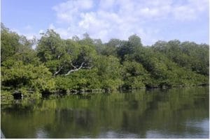 Jalur Rimbun di Atas Laut Teluk Alulu