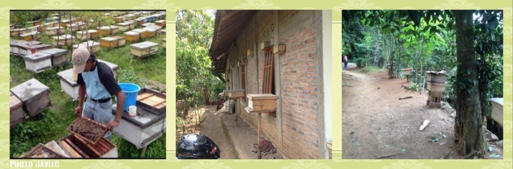 budidaya-lebah-madu