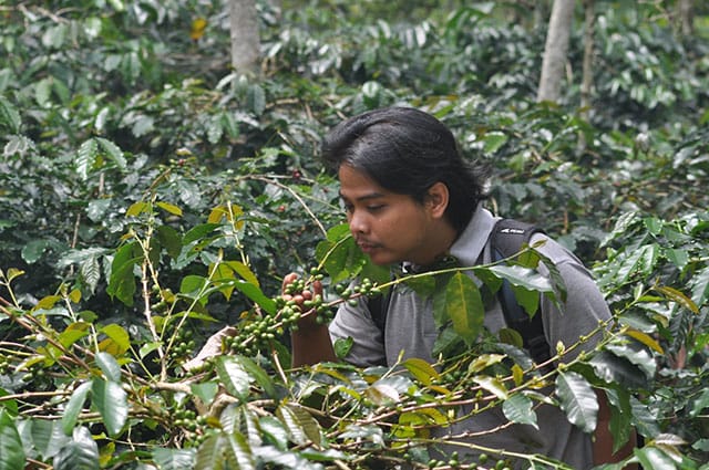 di-kebun-kopi