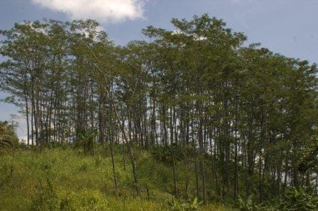 Sengon di Hutan Negara