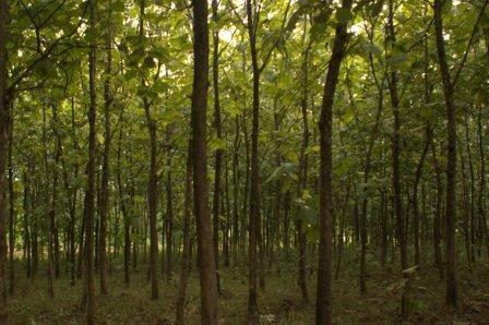 Kendala Pengelolaan Hutan Kemasyarakatan (HKm) di Yogyakarta Kendala Pengelolaan Hutan Kemasyarakatan (HKm) di Yogyakarta