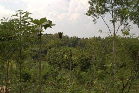 Hutan Desa di Gunungkidul