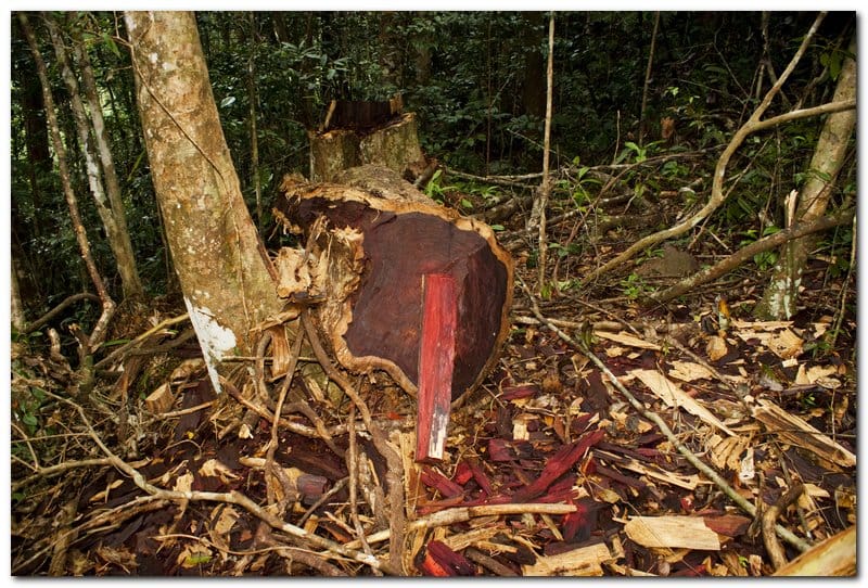 Illegal Logging Mengancam, Perlunya Tindakan Serius