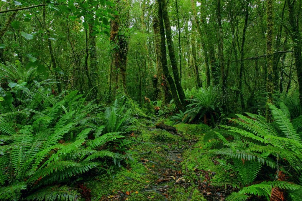 Agenda : Pelatihan Rencana Kelola Hutan