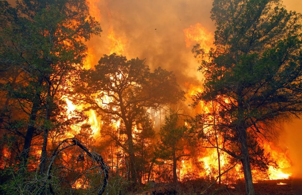 Kehancuran Hutan adalah Kehancuran Indonesia