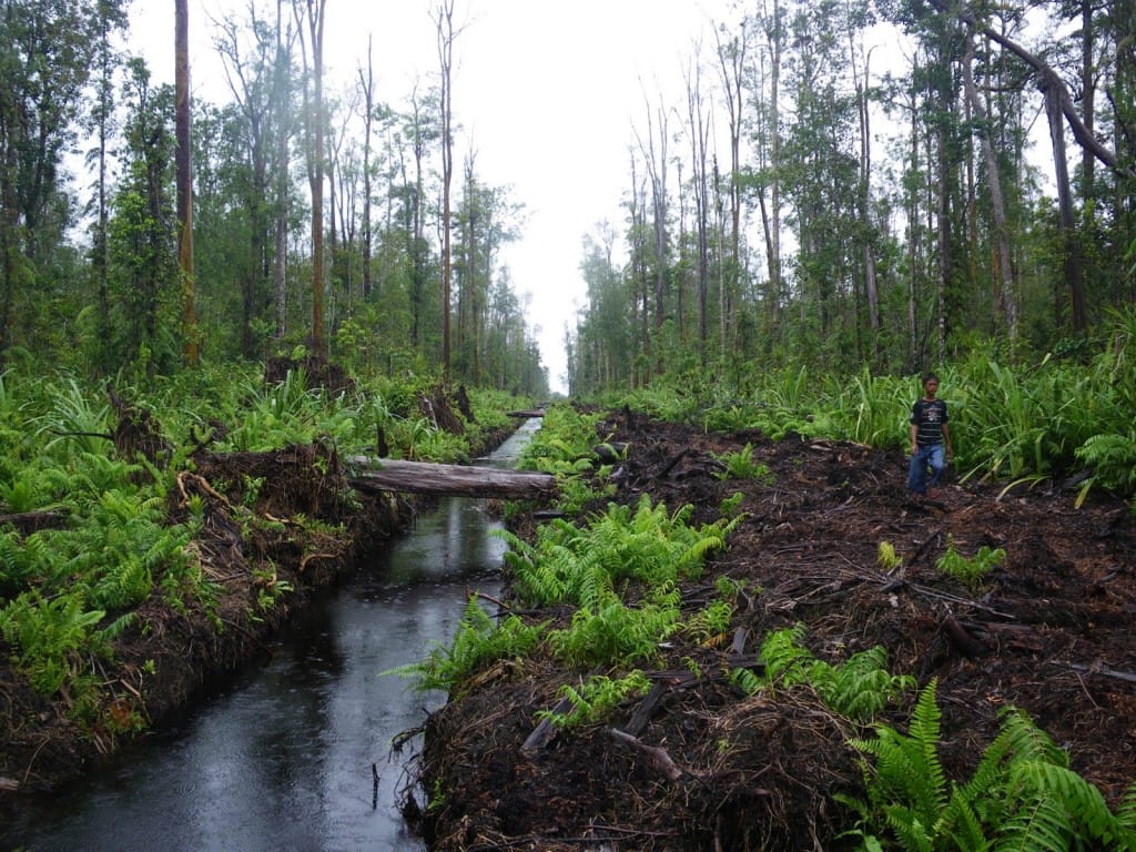 Indonesia Dinilai Perlu Contoh Pengelolaan Lahan Gambut Malaysia