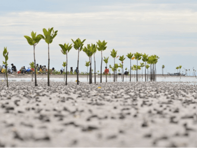Bunga Bunga Pesisir Pantai