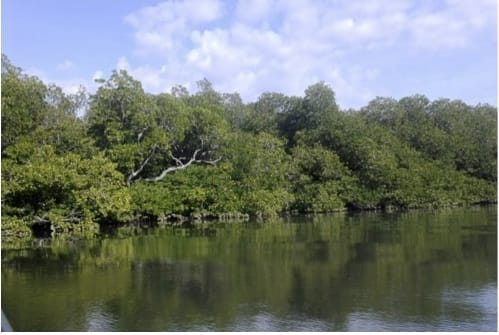 Jalur Rimbun di Atas Laut Teluk Alulu