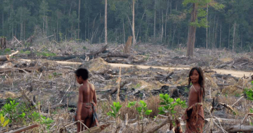 Perhutanan Sosial dan Tantangan Menjaga Hutan Tersisa di Indonesia