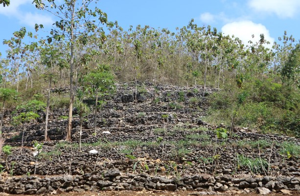 Javlec, Menghijaukan Batuan Karst Gunungkidul