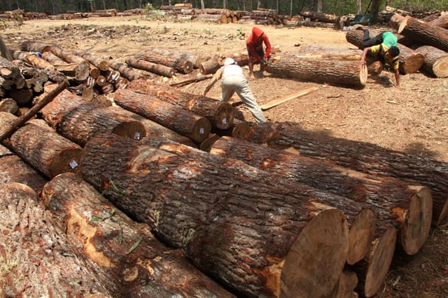 Menjalankan Sertifikasi Verifikasi Legalitas Kayu, Mandatory bagi Industri Kayu