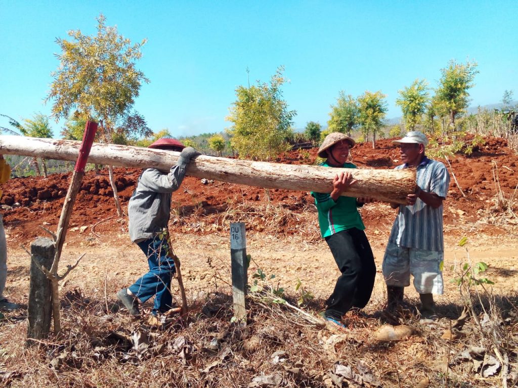 HKm Tani Manunggal Bleberan Lakukan Penjarangan Pohon