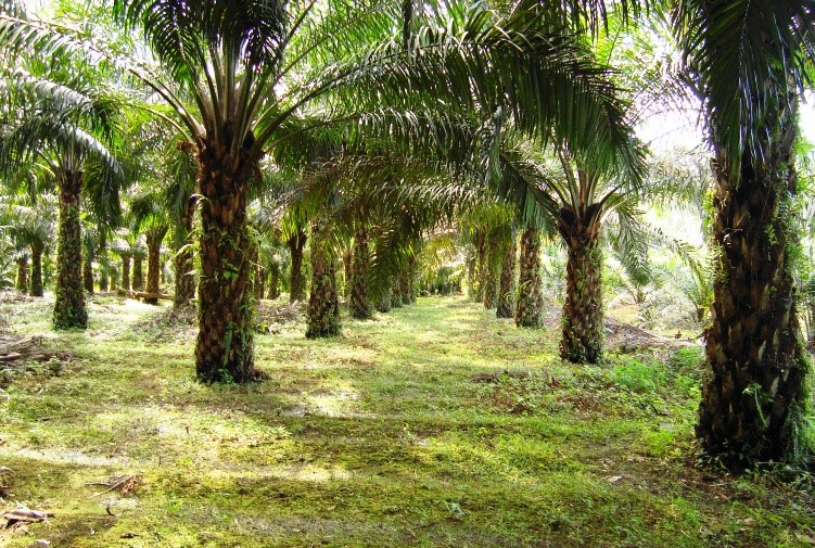 Pekebun Sawit Rakyat Di Kotim Didorong Urus STDB