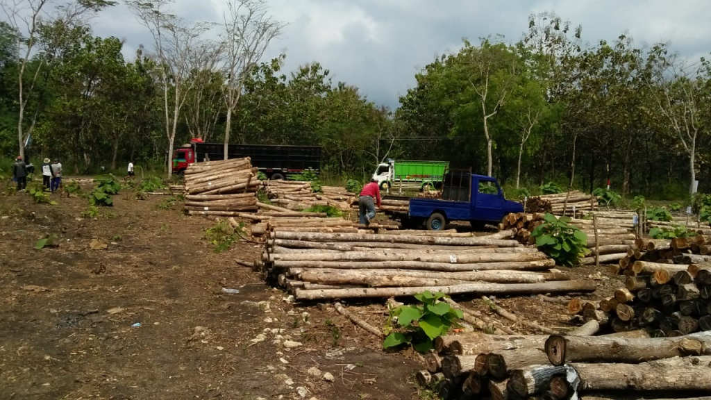 Akhirnya Kayu HKm Sedyolestari Dapat Diperdagangkan