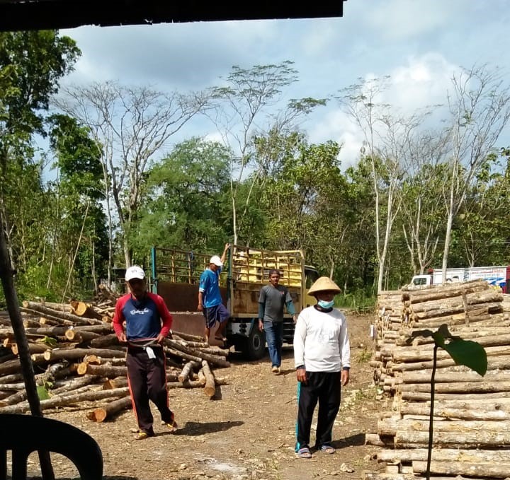 Panen Kayu HKm Sedyolestari: Penyerapan Tenaga Kerja Lokal di Masa Pandemi Covid-19