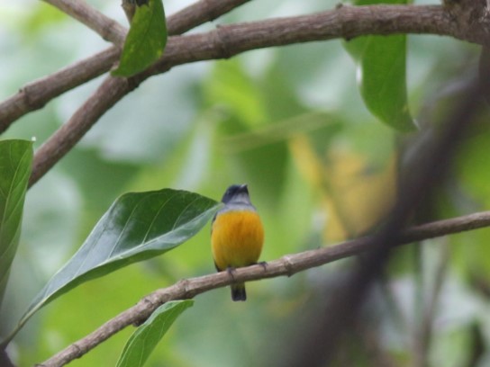MENGAMATI JENIS HERPETOFAUNA DAN BURUNG DI TAMAN KEHATI SUBANG MENGAMATI JENIS HERPETOFAUNA DAN BURUNG DI TAMAN KEHATI SUBANG