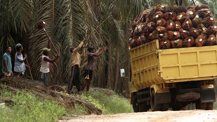 Percepatan Penyelesaian Legalitas Perkebunan Kelapa Sawit
