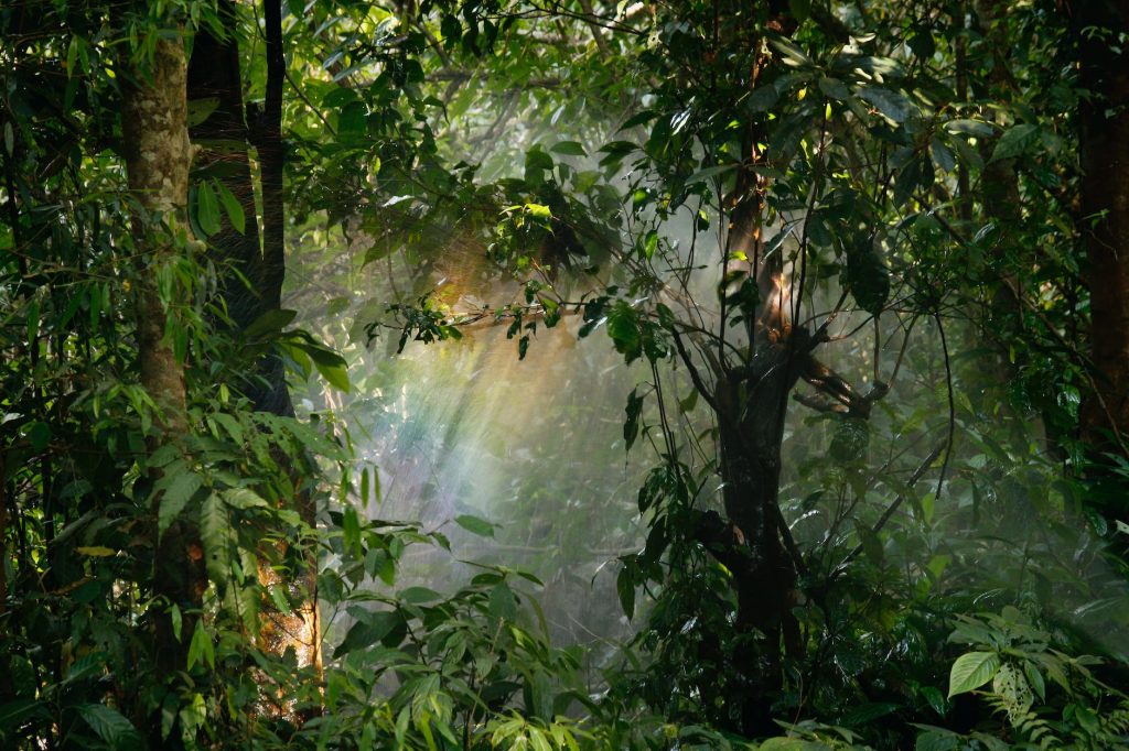Mengapa Social Safeguards Penting untuk Menjaga Hutan Hujan Tropis?